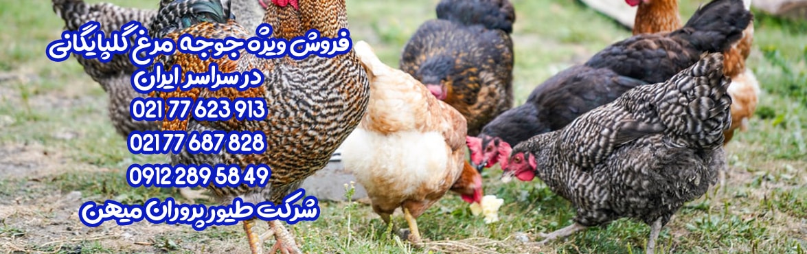فروش جوجه مرغ تخمگذار گلپایگانی
