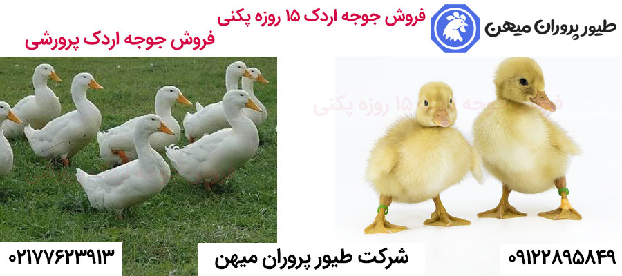 فروش جوجه اردک 15 روزه پکنی و فروش جوجه اردک پرورشی