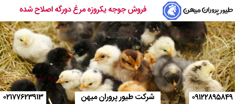 فروش جوجه یکروزه مرغ دورگه اصلاح شده